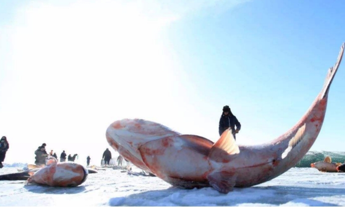 希腊下雪导致上万条鱼被冻死，我国东北零下几十度，为何鱼没事？