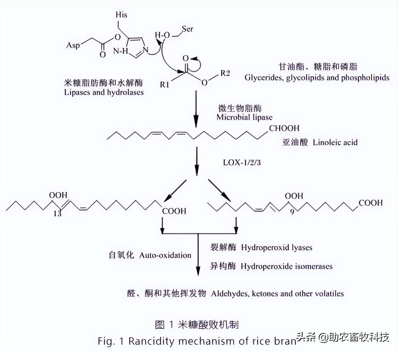 研究表明米糠的营养价值高富含优质蛋白质和膳食纤维，发酵后更好