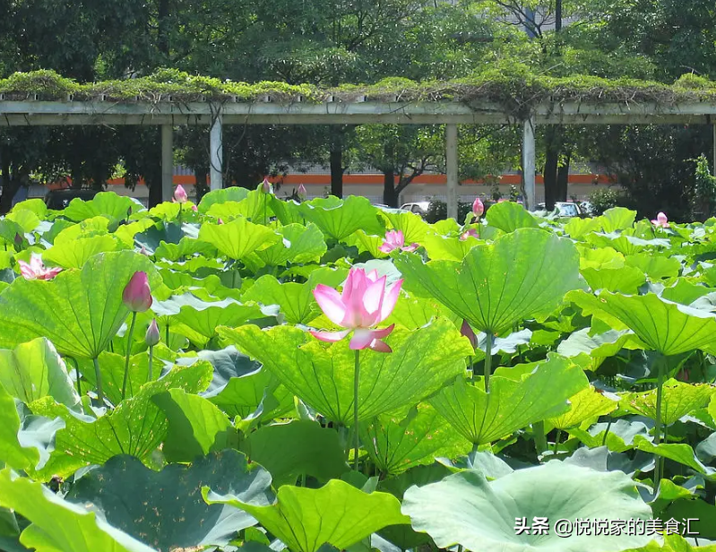 5月，這6種菜吃起來，營養好吃還不貴，季節交替家人身體好