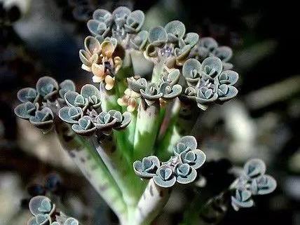 8种长相奇葩的多肉，让人脑洞大开，你能想象得到它们的长相吗？