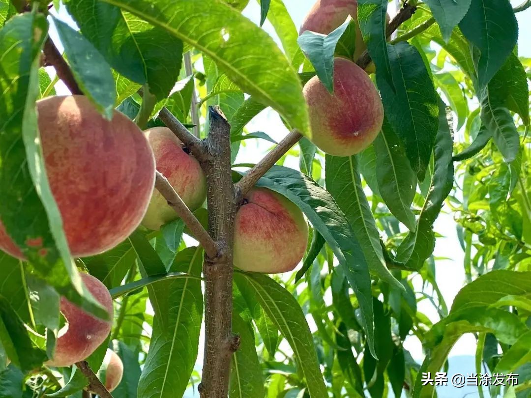 安徽当涂：大青山的枇杷熟了！