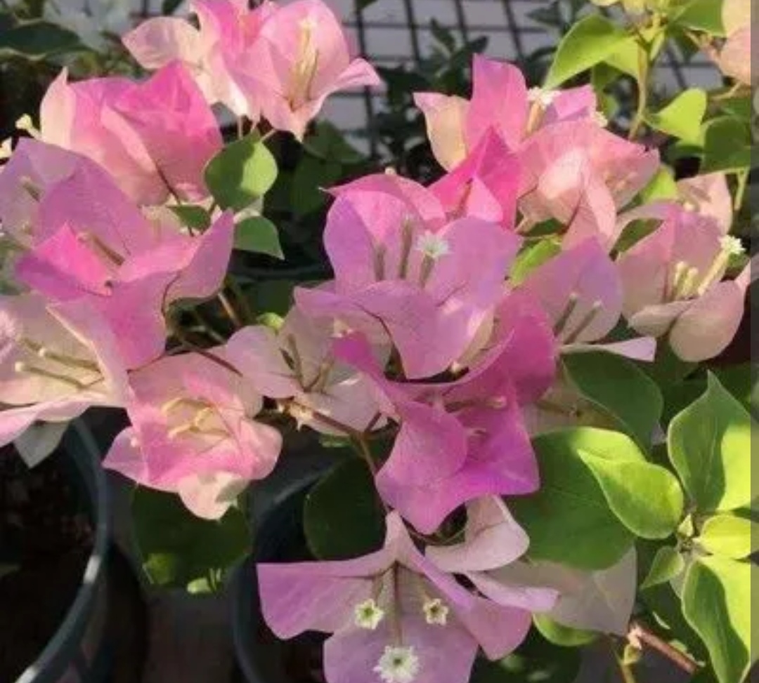 四季都有花开(6种漂亮花,家里养一盆,四季都能开花)