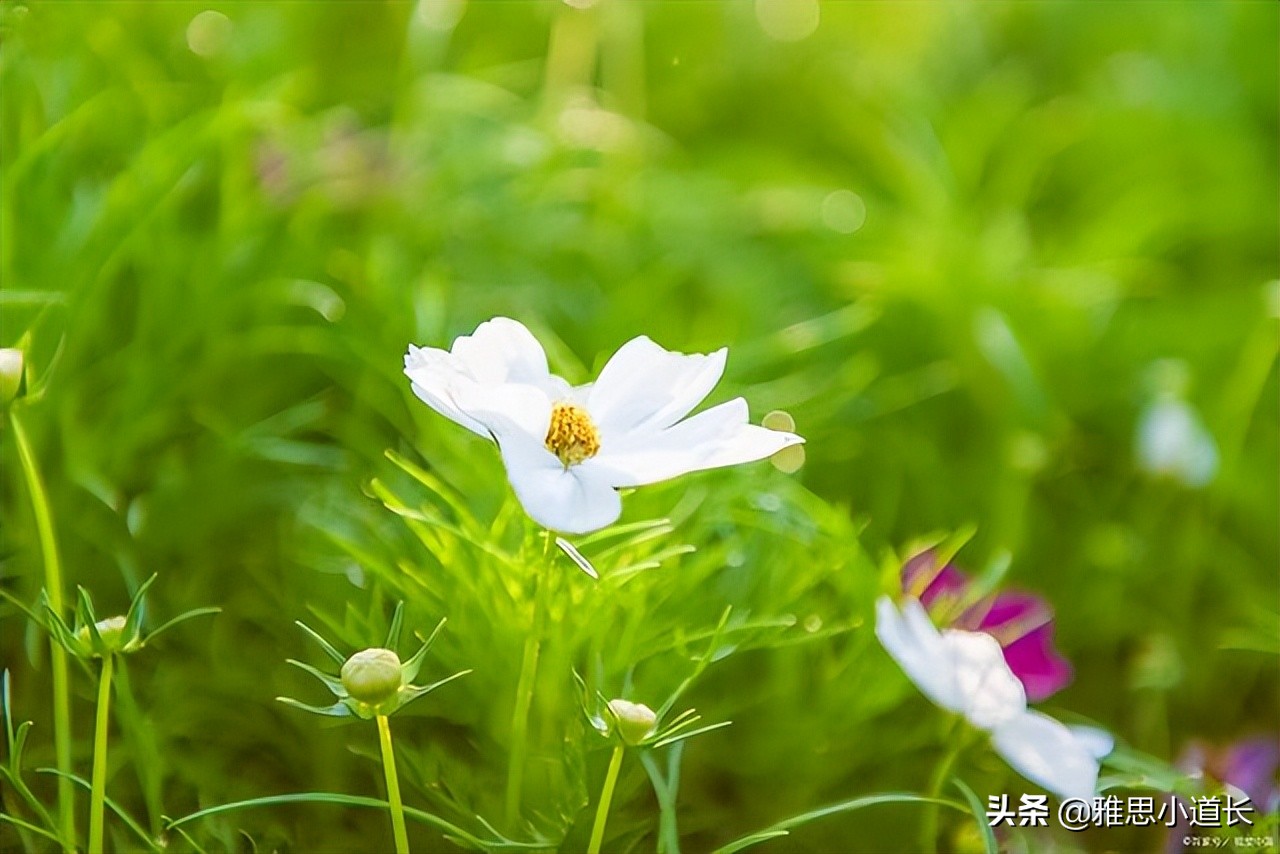 花的英文单词 花的英文单词怎么写 今日头条娱乐新闻网