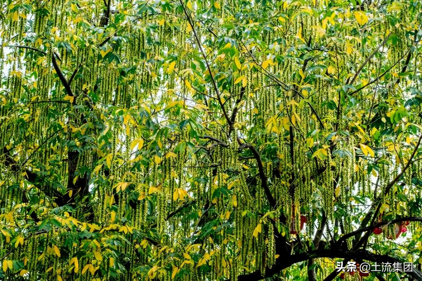 2022楊絮什么時候結束？柳絮為什么晚上不飄？附飛絮時間表