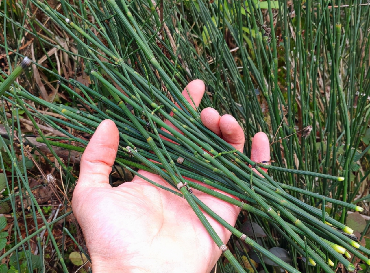 节节草的功效与作用 节节草治疗风湿病吗-泛经验