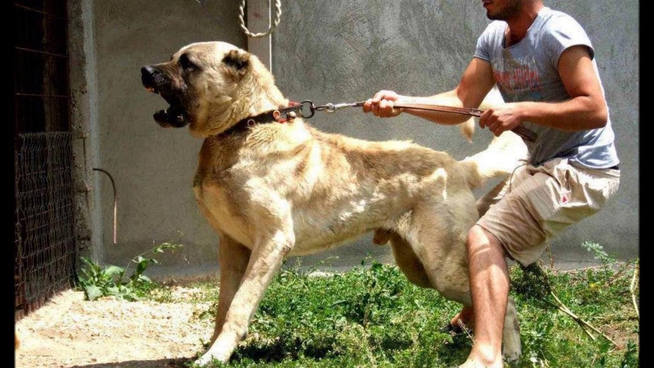 正常的坎高犬首先是一种家畜护卫犬,具有此类犬的气