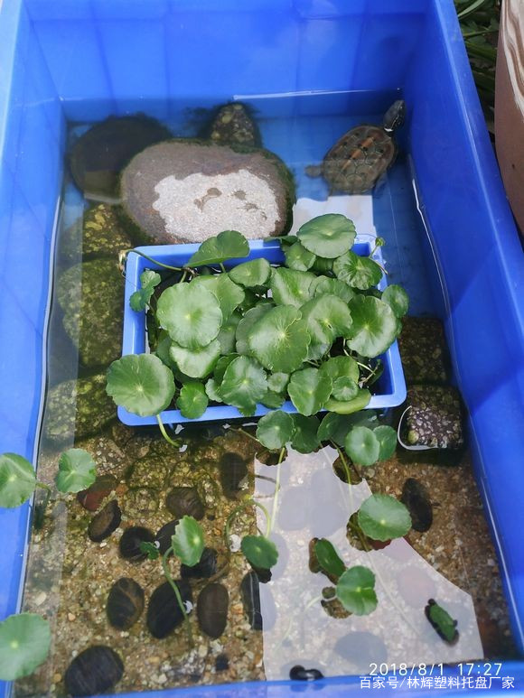塑料周轉箱可以養(yǎng)魚嗎？有什么好處嗎？來看看專家的解答