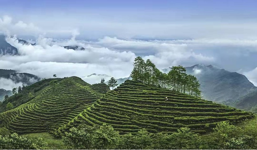 《红楼梦》里用5年雪水泡茶，竹叶青选择用“五重科技”锁鲜