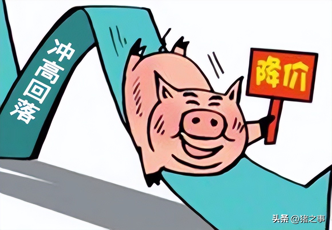 武汉今日白条猪价「广西今日白条猪价」