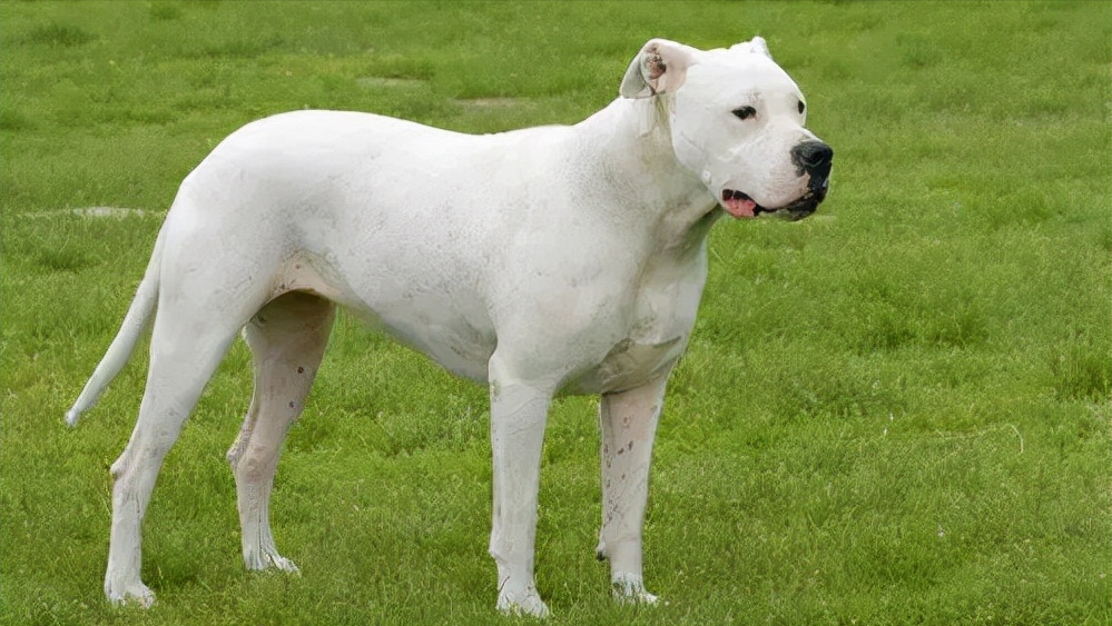 见到一定绕道走！地表战斗力爆表的12种猛犬，一獒战三狼战狮子？