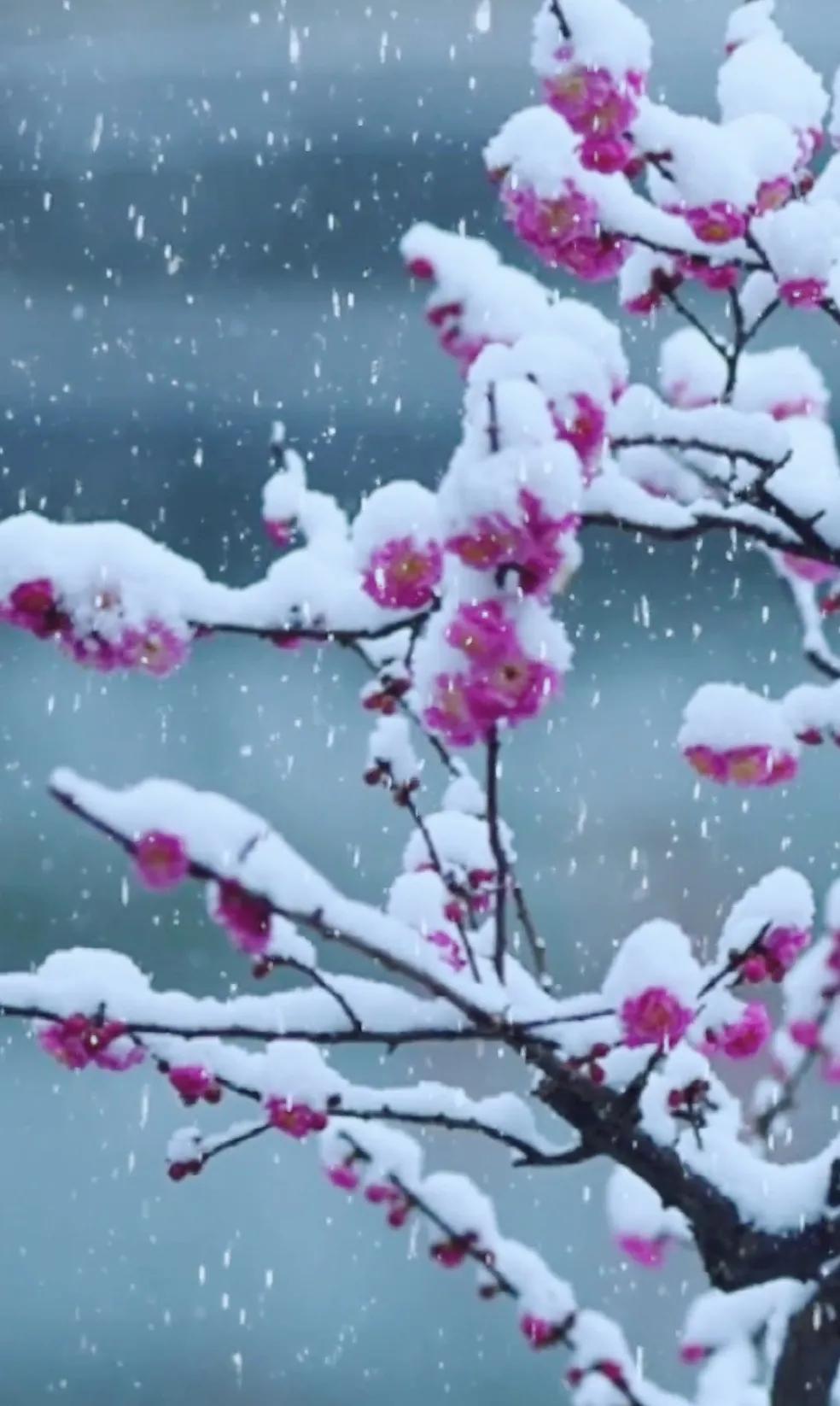 梅花，不畏寒冷，独步早春，傲立雪中。欣赏雪中梅花的诗句和美景