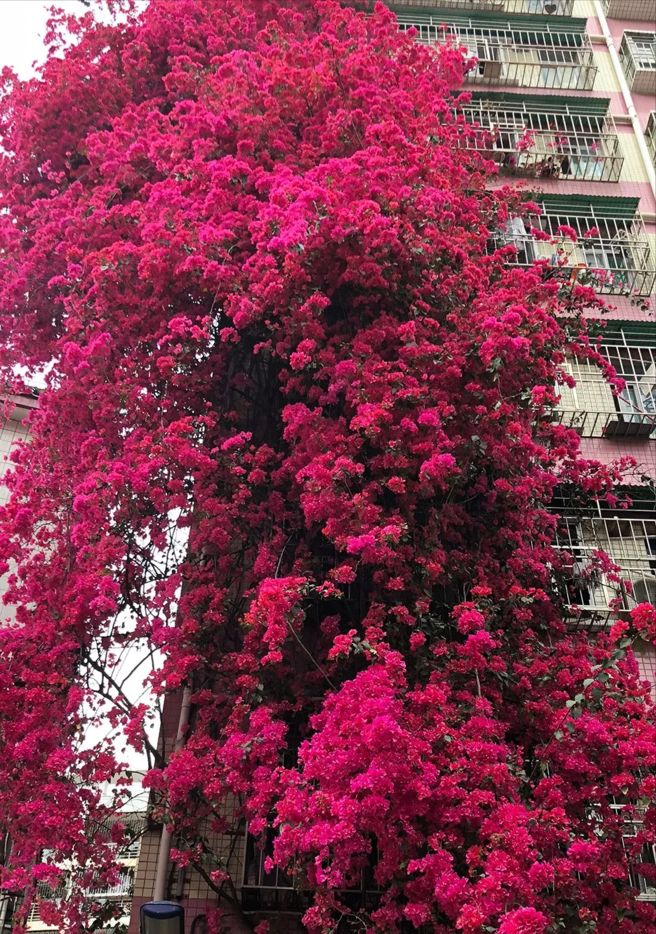 最好养的花卉有哪些（盘点五种最好养活的花卉）