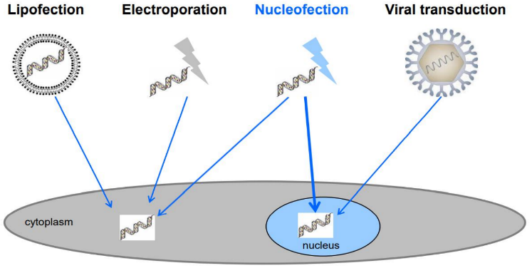 Դ?q)oһNucleofector™g(sh)