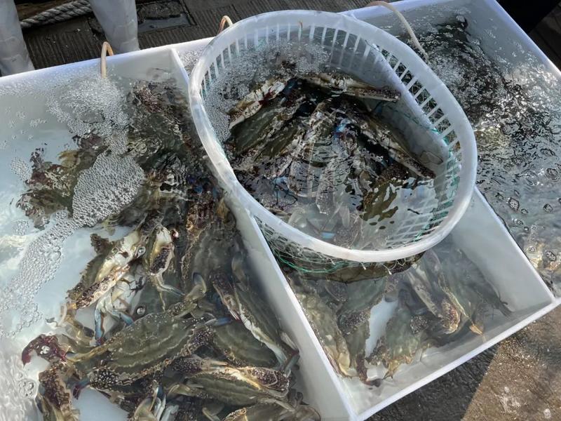 青岛开海了 螃蟹、虾虎、八带等最新海鲜价格来了