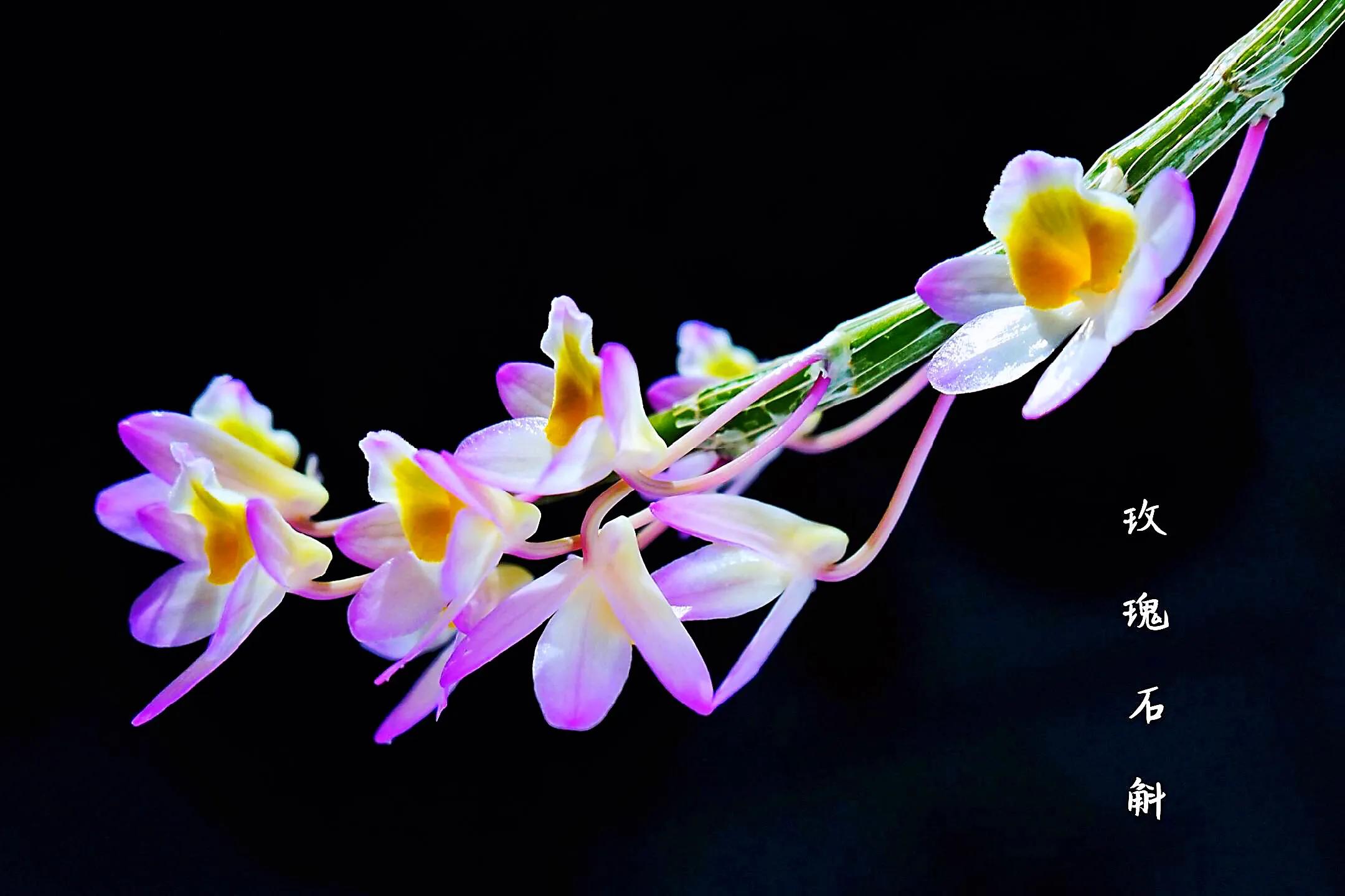 玫瑰石斛～茎悬垂，花姿优雅，玲珑可爱，花色鲜艳，气味芳香