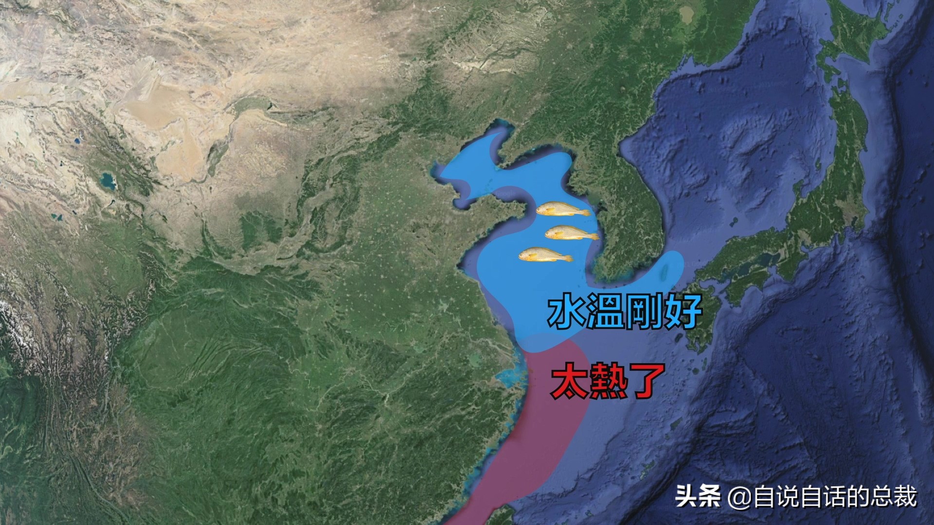 从4毛一斤到价比黄金，300万一条，40年来，大黄鱼到底经历了什么