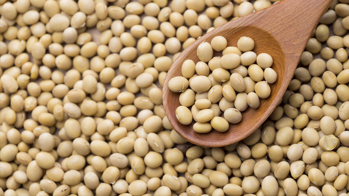 国产大豆今日豆价上涨「豆一是国产大豆吗」