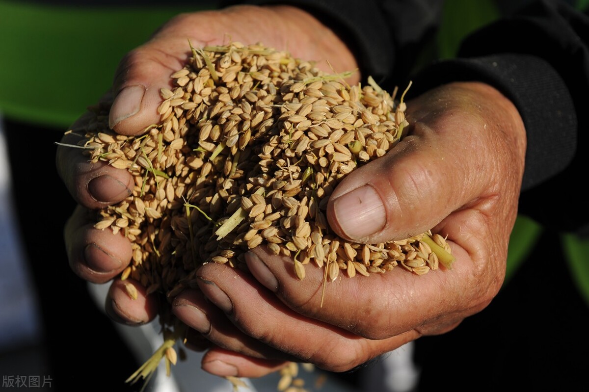 水稻价格止跌反涨,上涨1毛钱,11月12日最新水稻价格