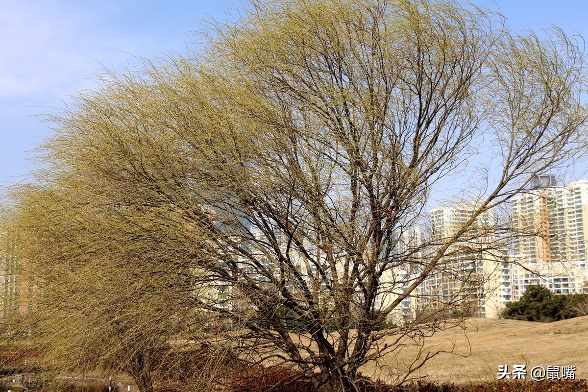 《史记》原文 译文（七十二）