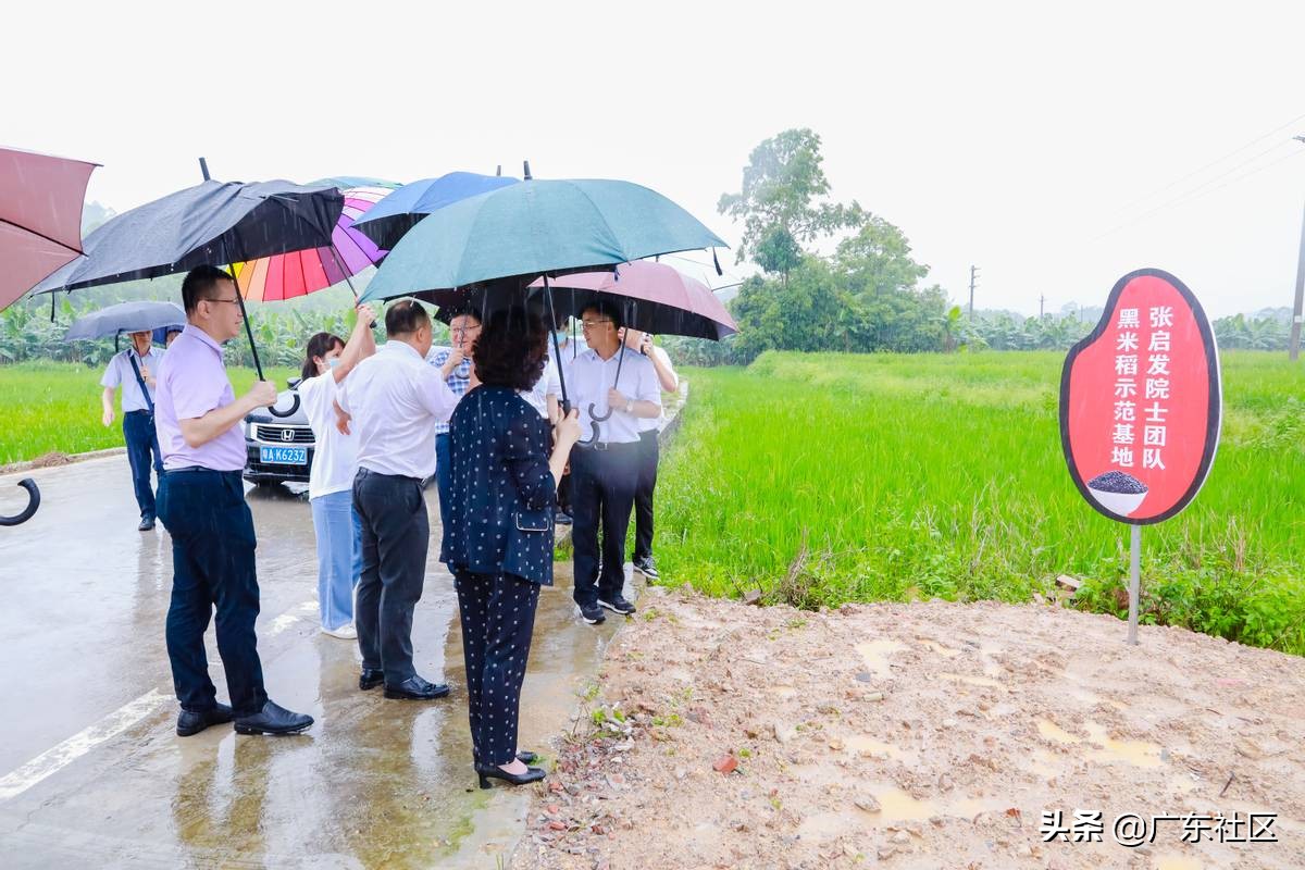 “黑米主食化”大湾区新闻发布会暨产学研合作签约仪式顺利举办