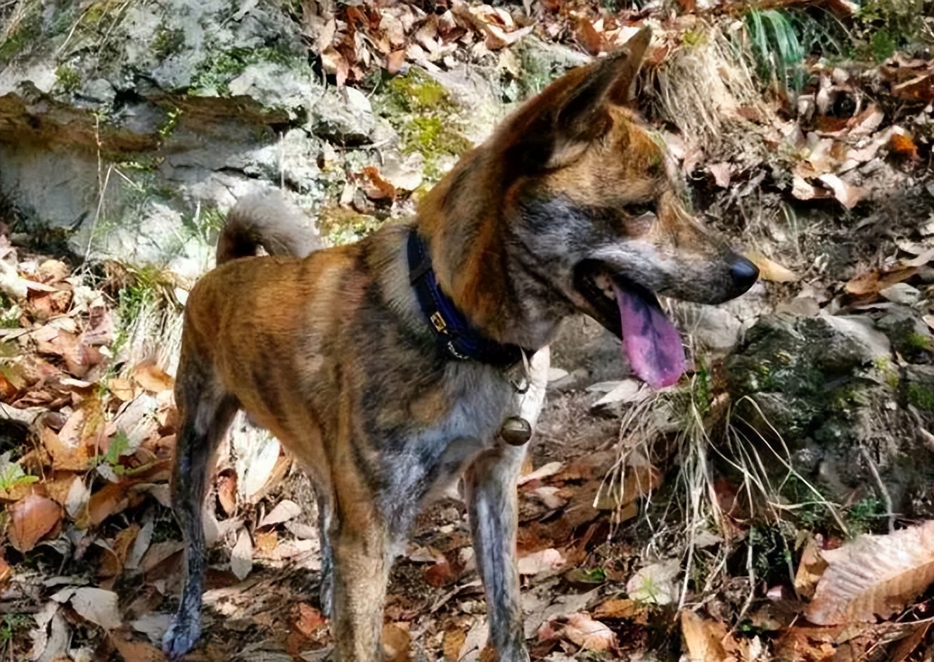 十大适合家养的大型犬（适合家养的大型犬）-第4张图片-昕阳网