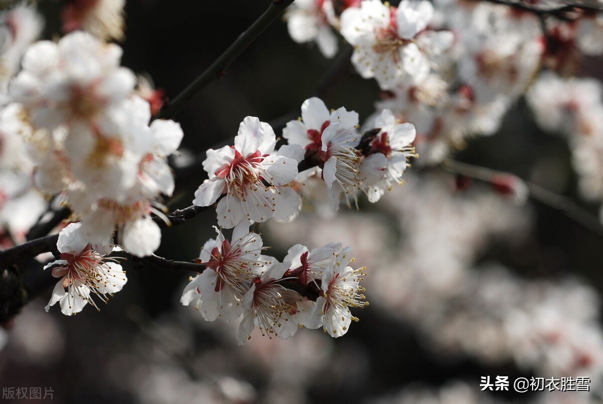 早春梅花花雪美诗五首：花边似雪回，只言花是雪，不悟有香来