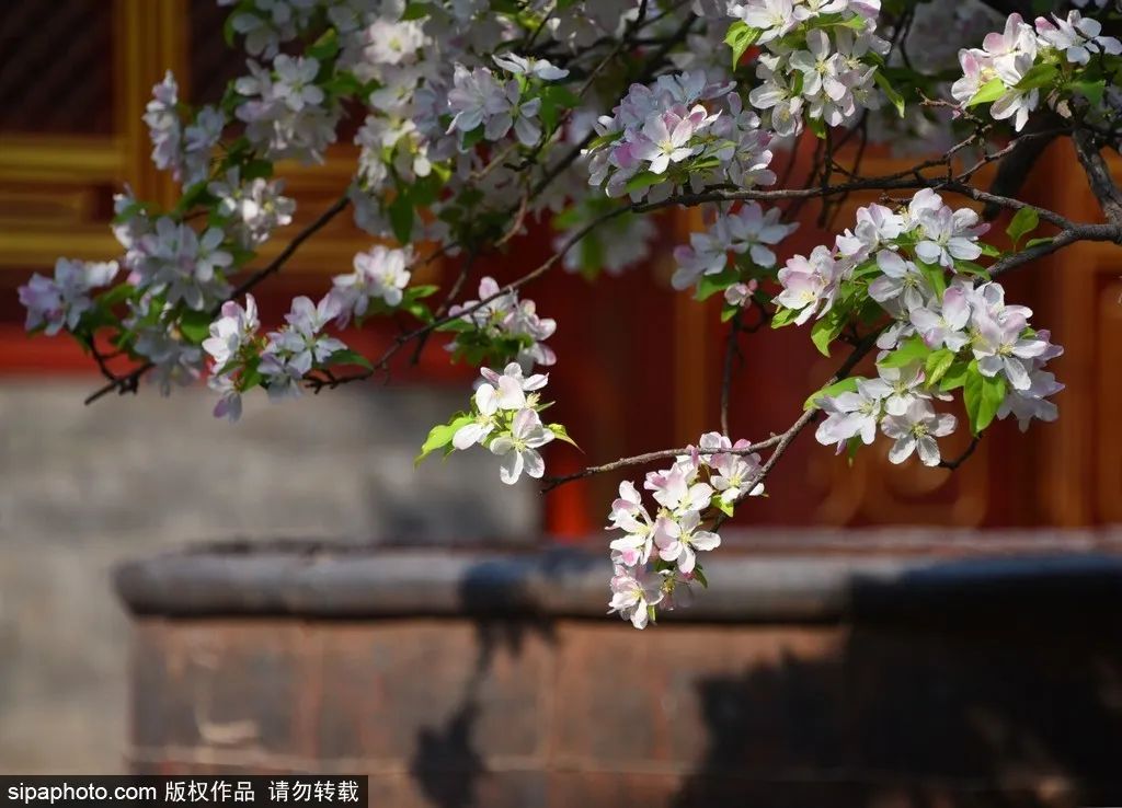 北京海棠花什么时候开（北京海棠花期多久）-第13张图片-华展网