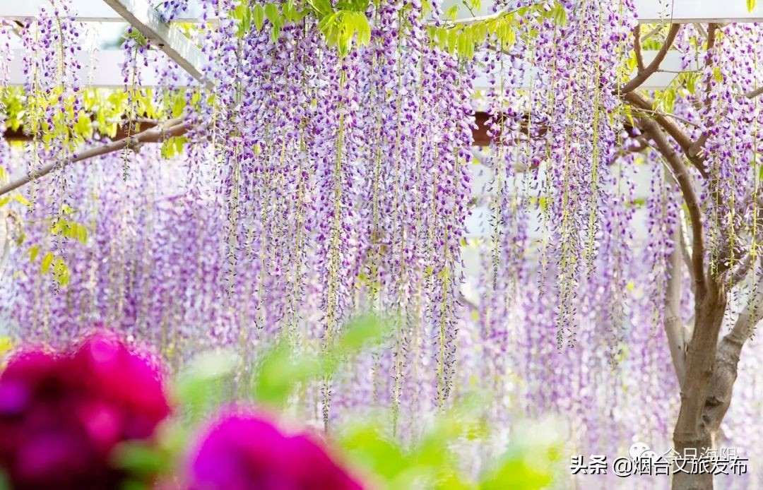 紫藤花在哪些地方能看（清阳园紫藤花在阳光下尽情绽放）