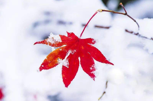 侯庆红 | 赏花庭院意难休 几时消尽万千愁（原创诗词十三首）