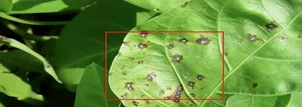 北理工学子用AI种出“零碳”零农残的绿色“科技蔬菜”