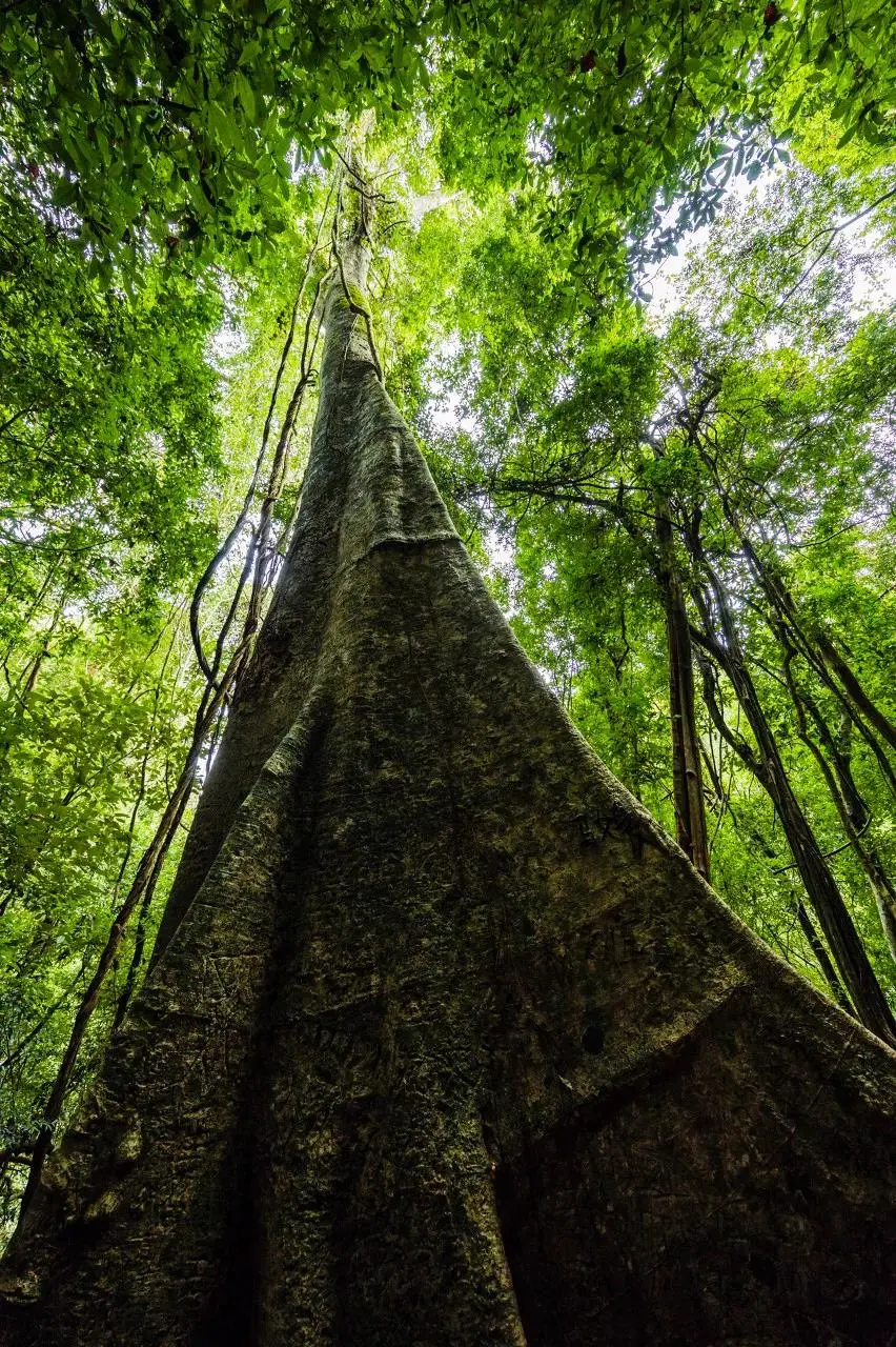 这里也生长着中国最高的树,几乎都有20层楼高,像个巨人一样俯视着大地