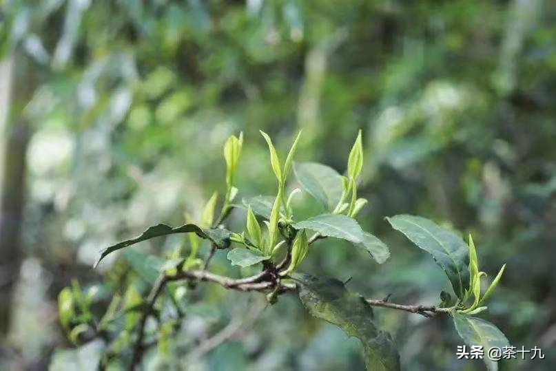 茶道——天育万物，皆有至妙，人之所工，但细浅易