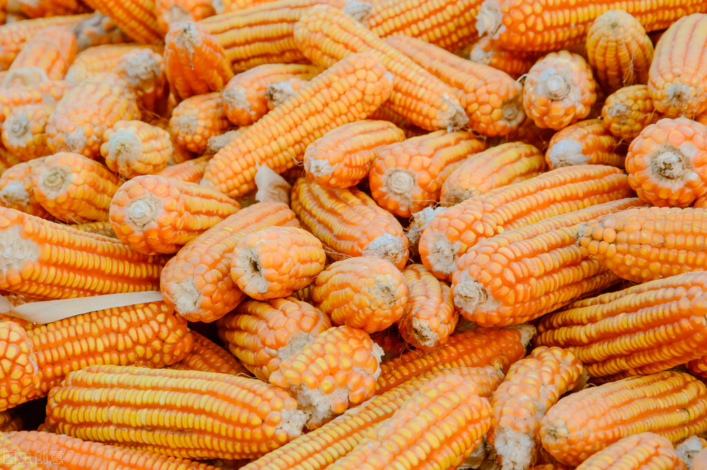 5月4日国内各地玉米价格发布