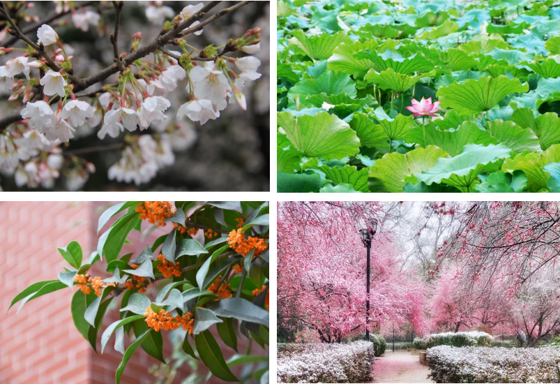 毛主席亲临视察！湖北这所高校：从“中国最美”走向“世界第一”，霸气十足！