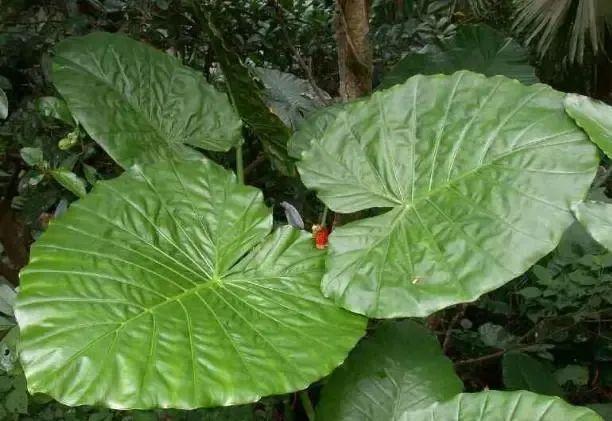 24种带有"虎"字的植物,有些花卉名称都没听过,你认识几种?