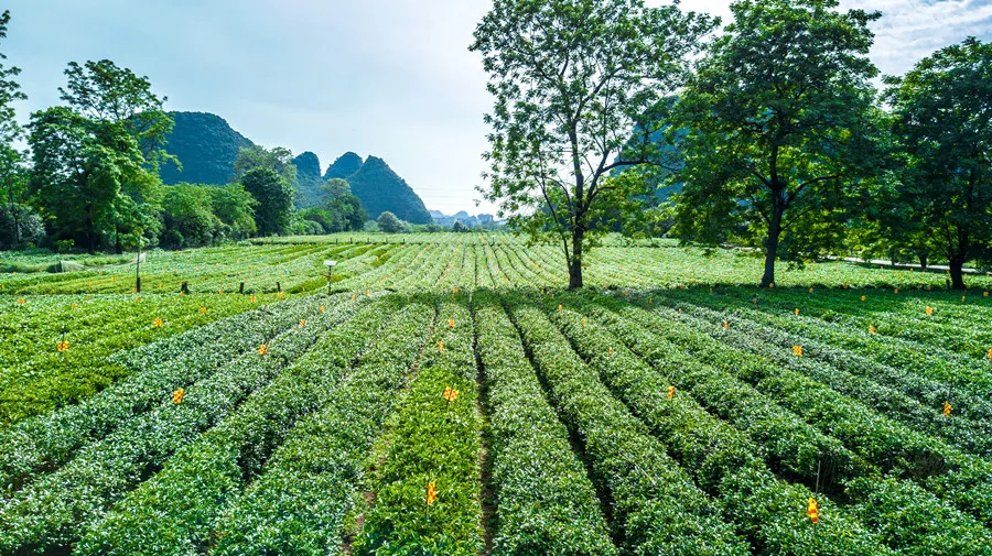 盘点各省茶业龙头企业，有你熟悉的品牌吗？