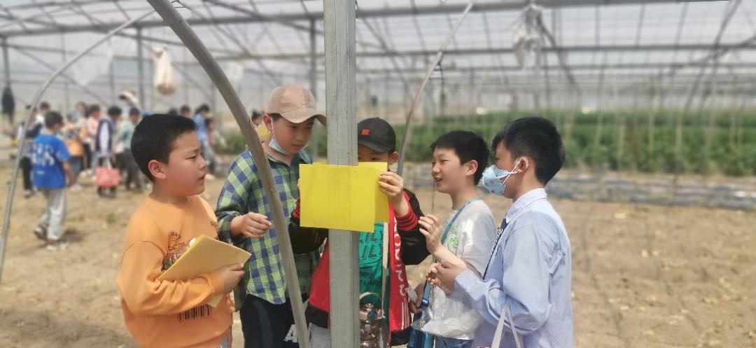 泗陽縣實驗小學:小小農(nóng)夫捉蟲忙(圖6) 泗陽縣實驗小學:小小農(nóng)夫捉蟲忙(圖6)