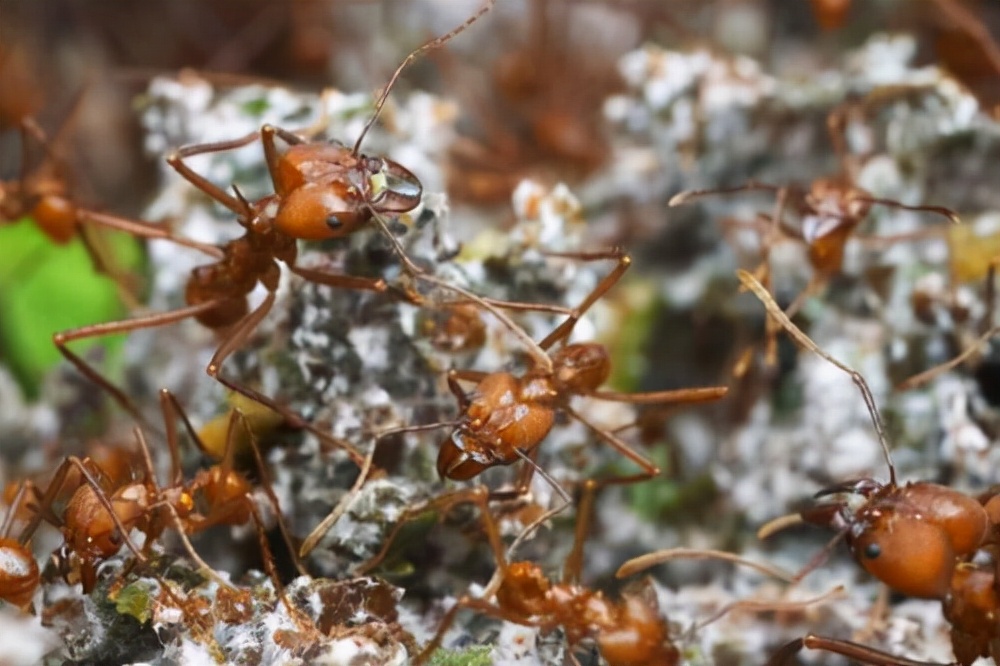 切叶蚁图片（著名的“蘑菇专家“切叶蚂蚁）