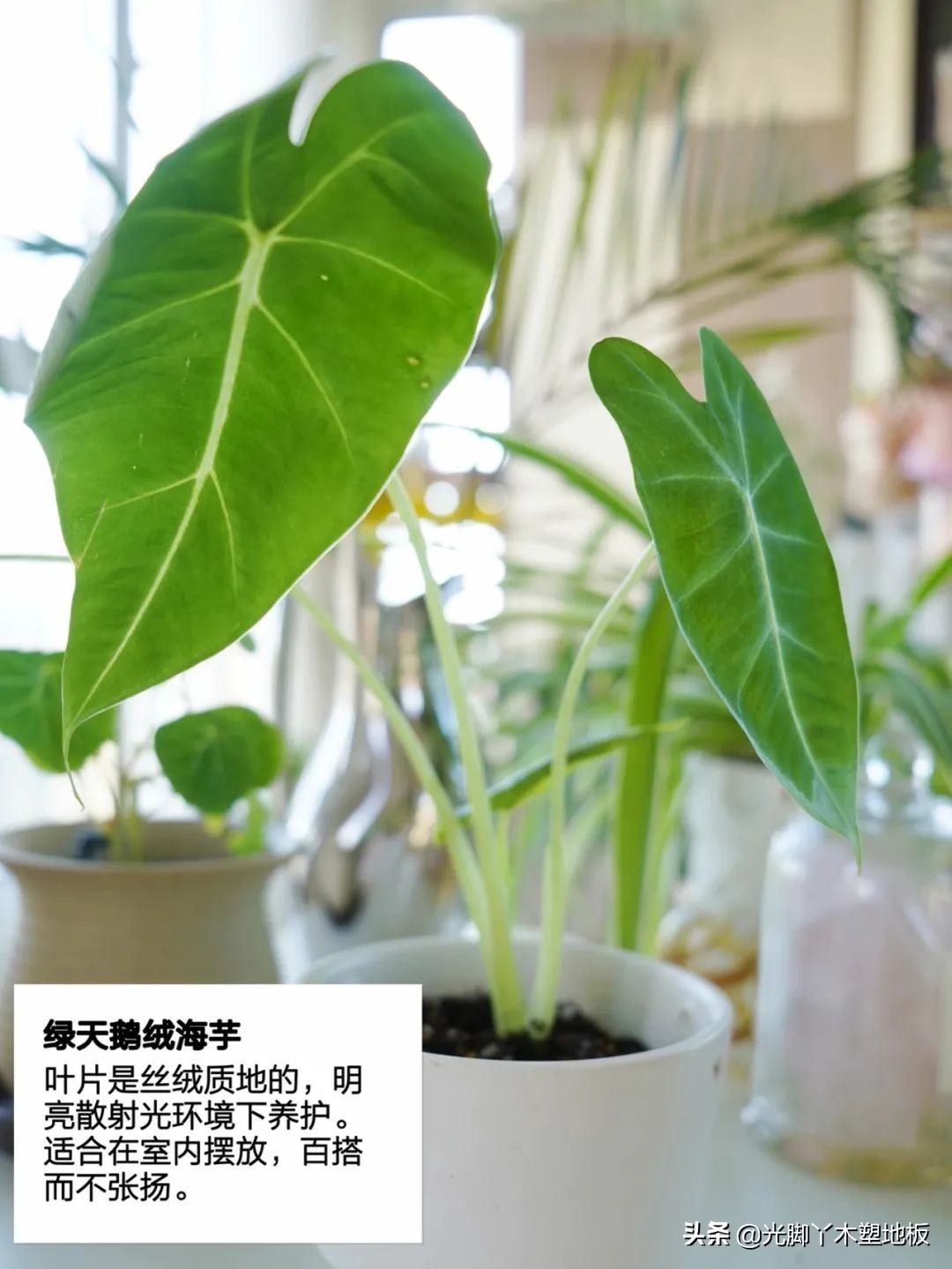 花5000块，把14㎡阳台变成一个小花园，小小的改变感受大大的幸福