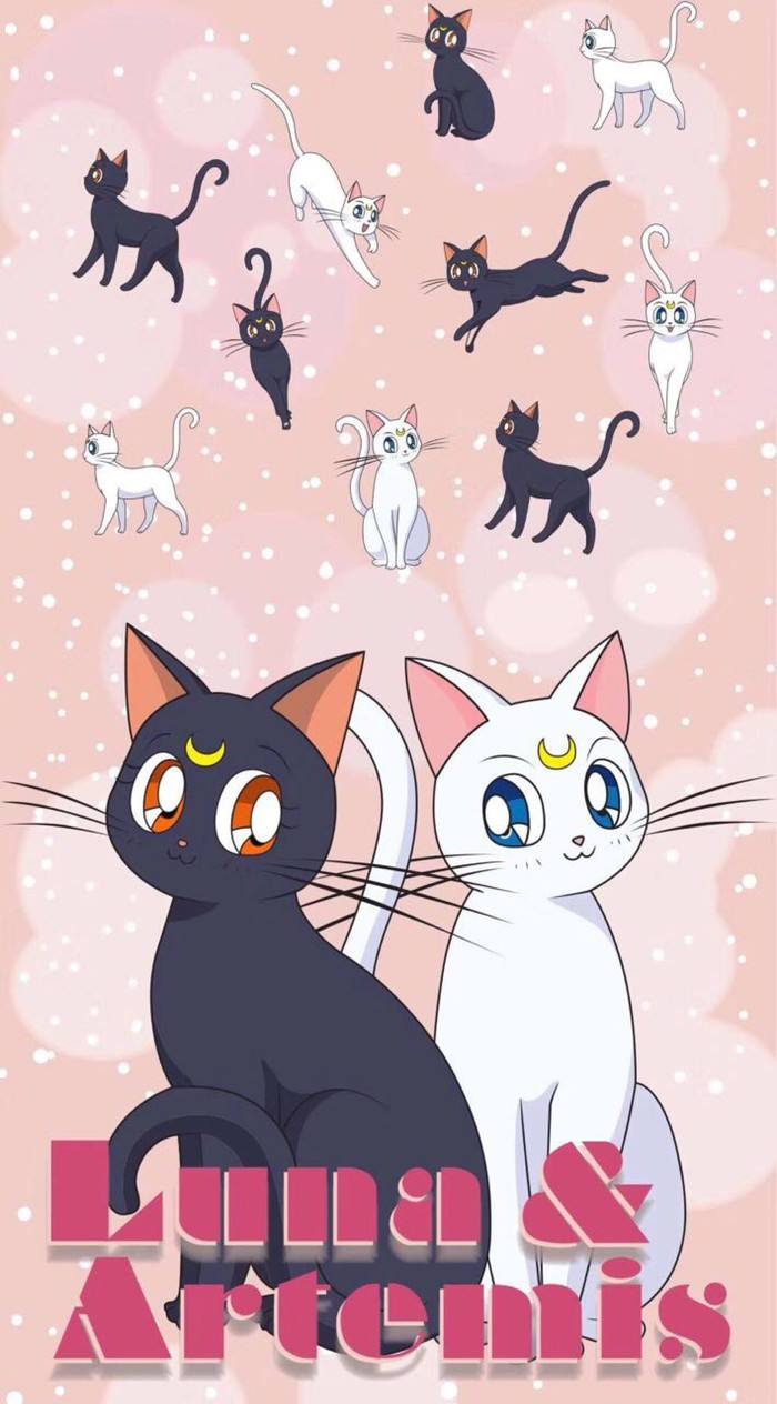 代表月亮的美少女战士,这一切都要归功于那只发现小兔的小猫——露娜