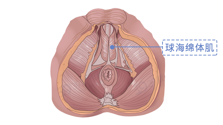 中国男性人均18cm？多项调查结果公布，这个长度就算正常