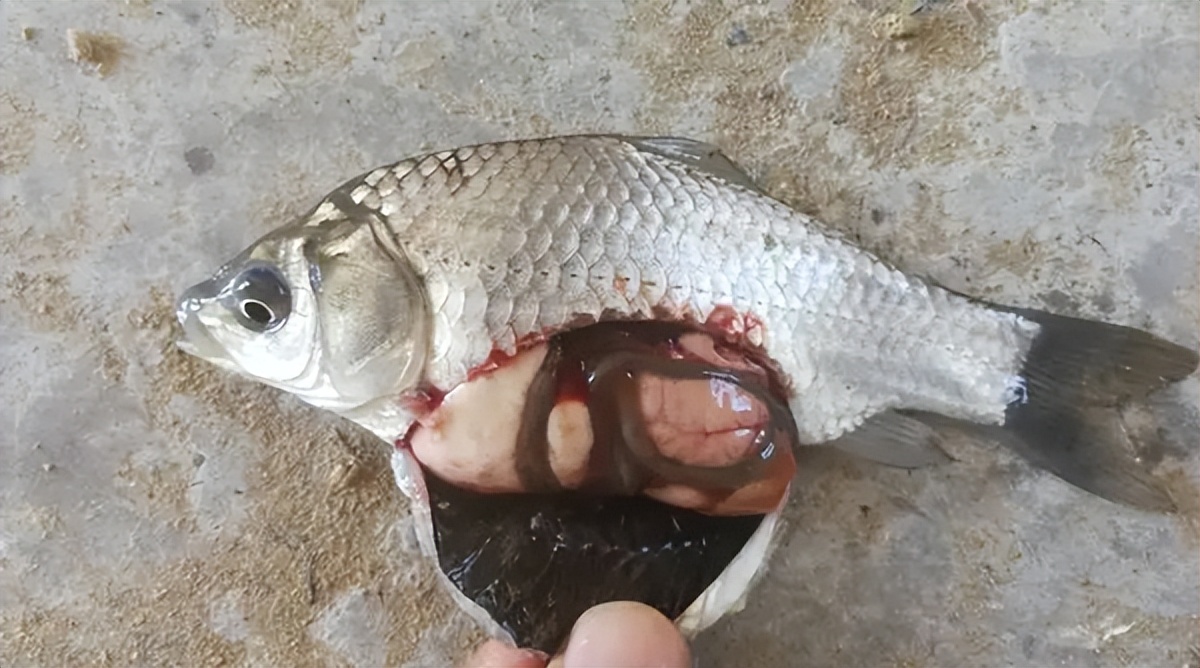 死亡率很高的鲫鱼孢子虫病