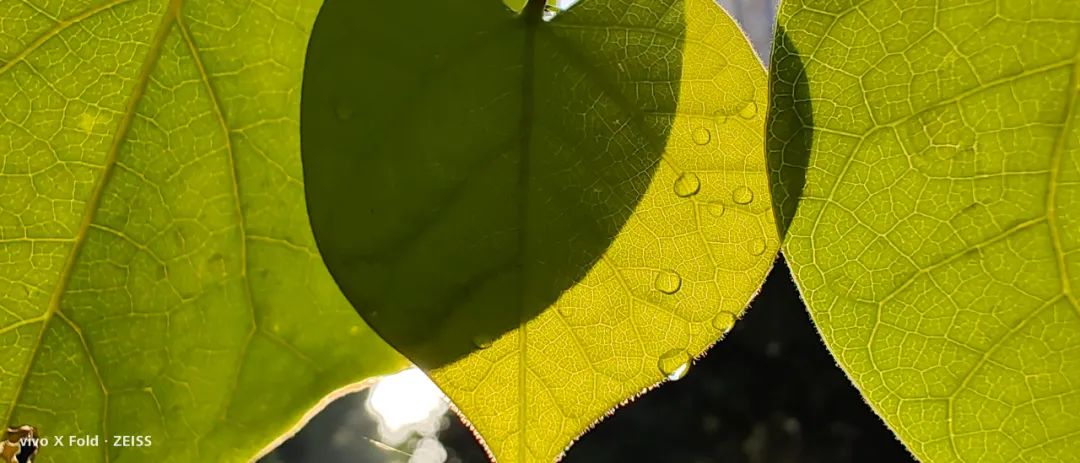 深度使用半个月后，vivo X Fold最受关注的这些问题可以回答了