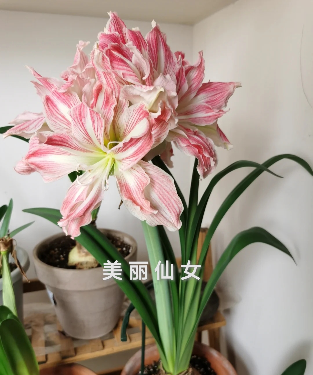 26码睡衣穿多大(最受欢迎的20种朱顶红,个个花大色艳,开花不断)