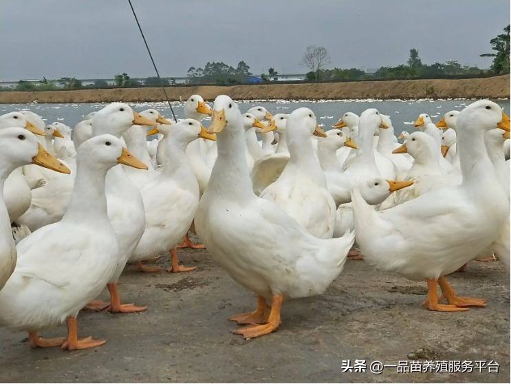 鸭子价格继续上涨，但一个潜在风险已初步形成，养殖人应量力而行