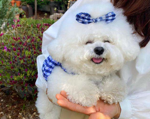 5大点,带你看完"比熊犬"的一生