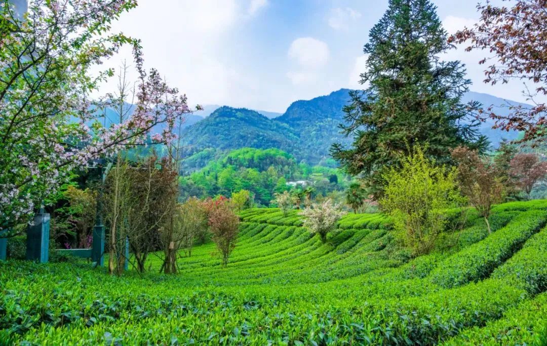 只此青绿，在此山中，去茶园里遍寻春意