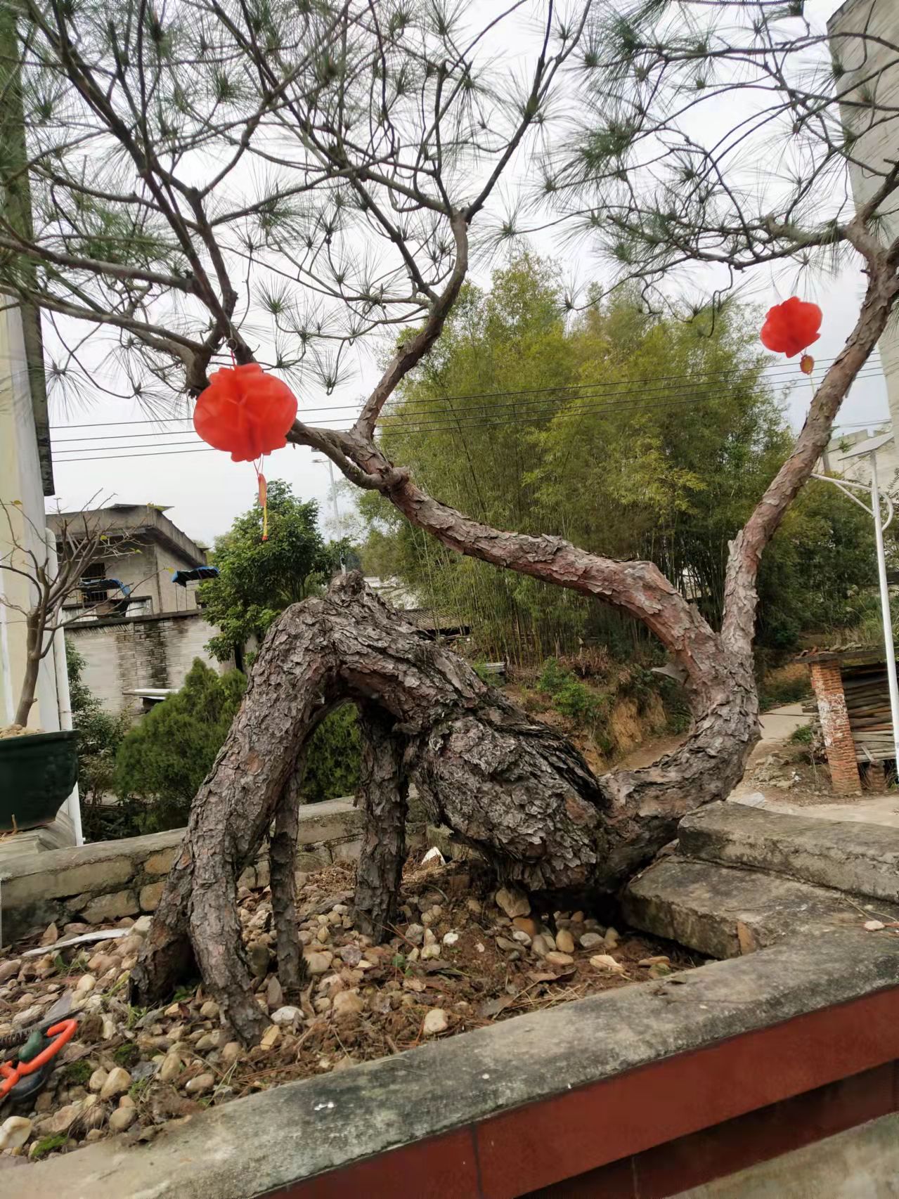 与竹同梅称作友，心怀壮志大夫胸---咏奇松盆景诗词专辑