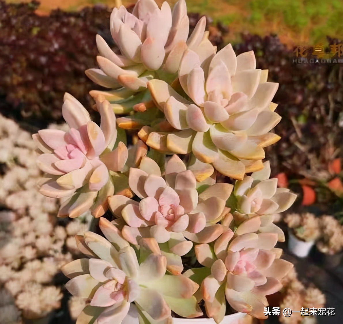 新手养多肉淡雪,了解掌握5个要点,轻松爆崽长势好,养成小老桩