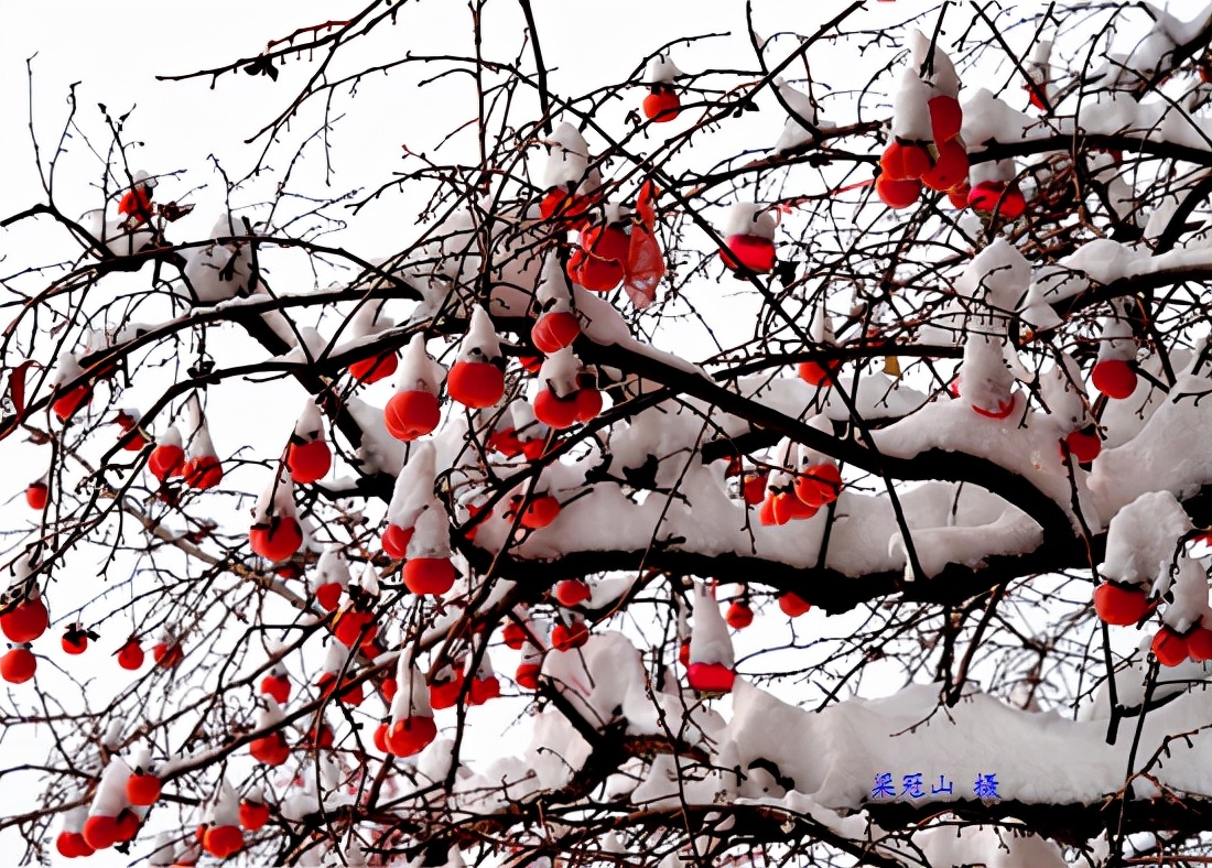 感恩大自然的馈赠“花果揪雪韵”